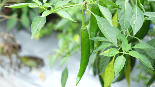 辣椒种植实拍视频