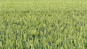 夏季在德国种植小麦的田地26秒视频