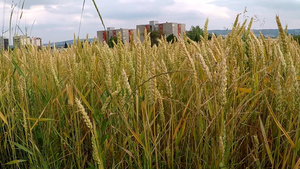 夏季在德国种植小麦的田地26秒视频