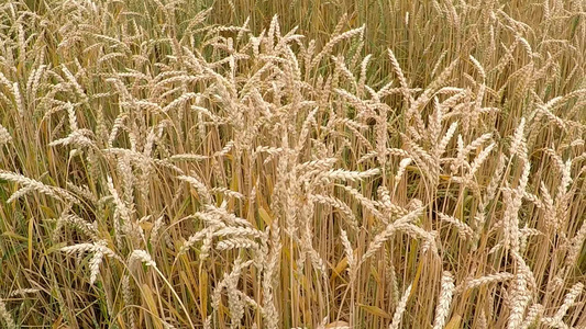 夏季在德国种植小麦的田地视频