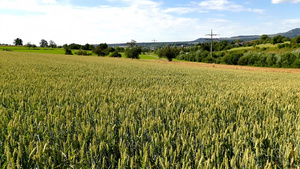 夏季在德国种植小麦的田地37秒视频