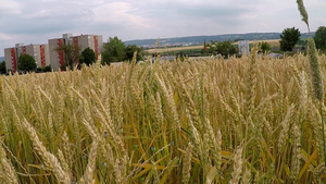 夏季在德国种植小麦的田地22秒视频