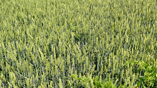 夏季在德国种植小麦的田地视频