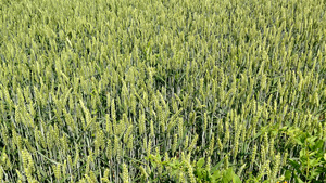 夏季在德国种植小麦的田地27秒视频