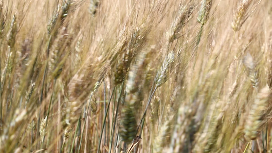 风中成熟小麦田背景视频