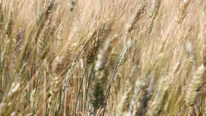 风中成熟小麦田背景8秒视频
