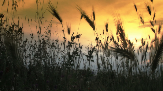 在草地的日落中视频