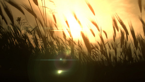 日落下的小麦31秒视频