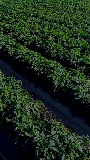 现代农业辣椒种植航拍农村新面貌15秒视频