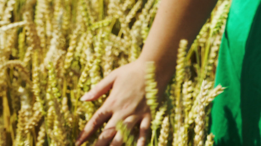 女性手触熟成熟小麦视频