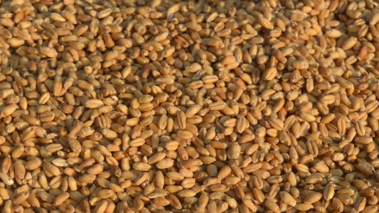 早晨阳光下的无缝小麦粒纹理图案天然干燥生有机食品谷物视频