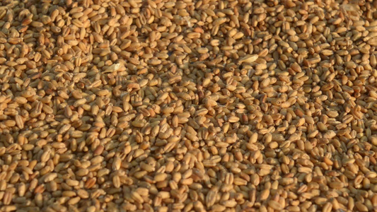 早晨阳光下的无缝小麦粒纹理图案天然干燥生有机食品谷物视频