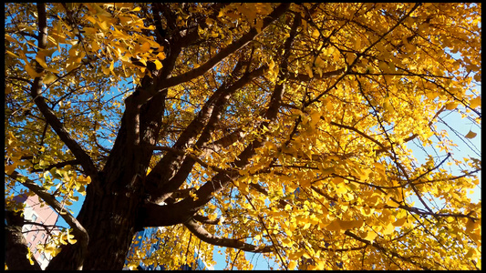4K拍摄秋天的树叶视频