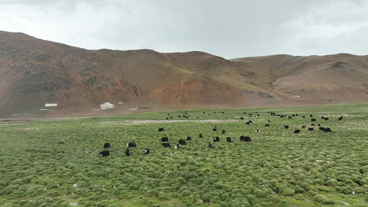 西藏牦牛奔跑航拍视频
