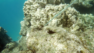 游水管鱼珊瑚礁居民23秒视频