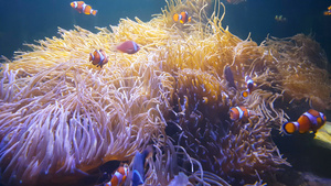 在海中游走的小丑鱼阿尼蒙在丰富多彩的健康珊瑚礁上鱼8秒视频