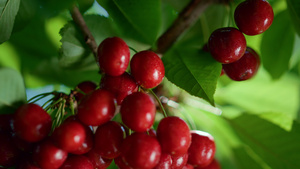 夏季樱桃浆果分支成熟树特写27秒视频