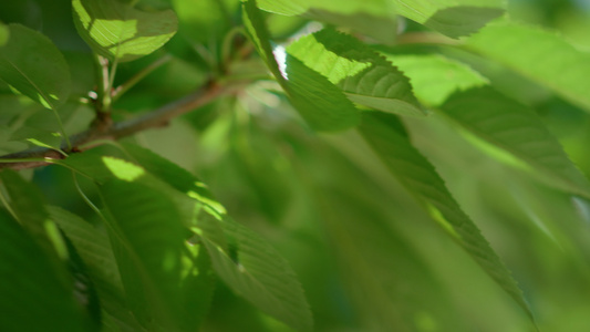 背景叶夏季分支树特写视频