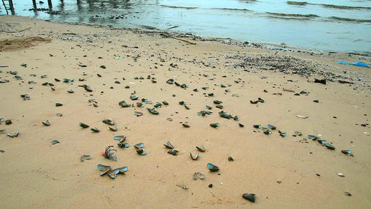 全球变暖导致海温上升1造成海滩上炮弹死亡1视频
