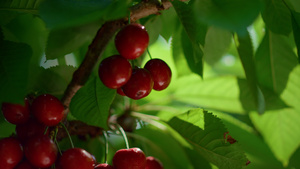 在农场种植园的有机樱桃叶分支树13秒视频