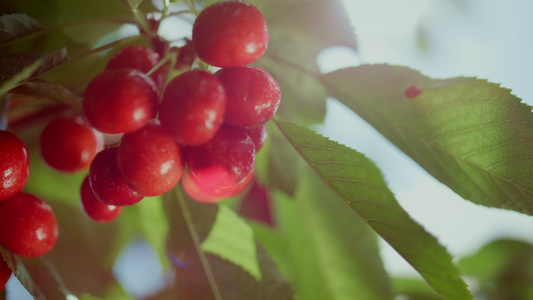 在夏天花园特写镜头的新鲜的红色樱桃分支树视频