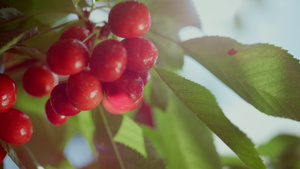 在夏天花园特写镜头的新鲜的红色樱桃分支树10秒视频