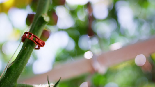 湿番茄植物茎在农场灌木时成熟视频