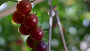 成熟的樱桃番茄挂在茎灌木植物特写上14秒视频