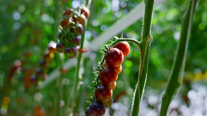 生长在种植园特写镜头的红色蕃茄植物词根8秒视频