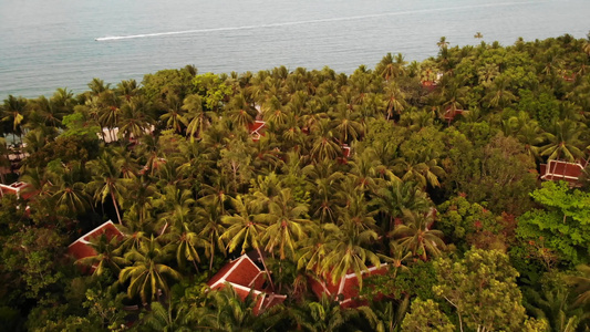 棕榈树间的别墅屋顶隐藏在热带绿色棕榈树中的豪华别墅视频