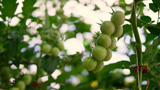 蔬菜种植园的绿色樱桃番茄吊茎植物视频