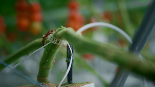 绿色植物茎蔬菜种植特写视频