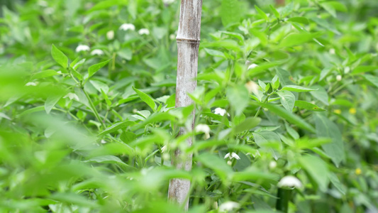 辣椒种植实拍视频