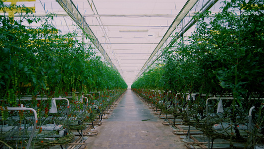 种植园番茄绿叶栽培温室视频