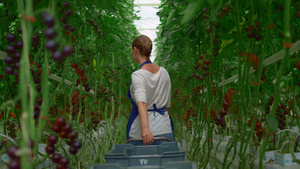 樱桃番茄种植园农业女工28秒视频