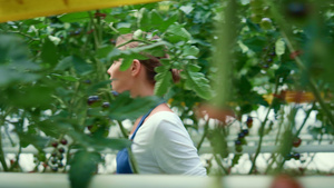 农民检查番茄种植园的小工业17秒视频