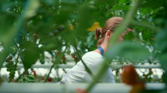 女农分析种植番茄有机农场视频