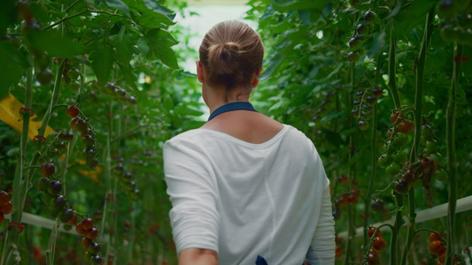 女农场工人种植园番茄种植视频