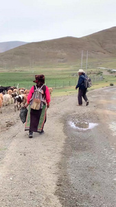 西藏牧民放牧实拍实拍高海拔视频