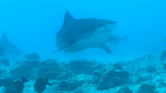 马尔代夫虎鲨公园视频