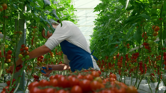 温室企业家在阳光明媚的现代种植园收集新鲜西红柿视频