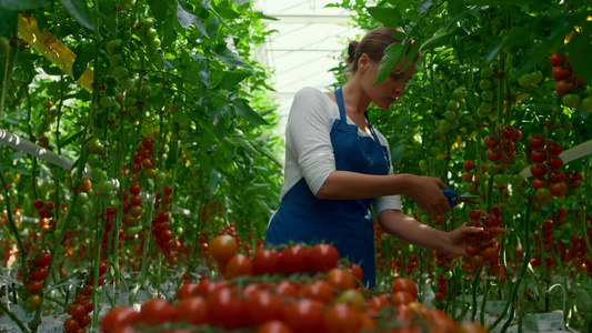 女温室工人在种植园采摘有机西红柿树枝视频