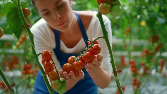 农业工人在阳光明媚的温室里收割新鲜的红色西红柿枝条视频