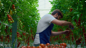 种植园工人在有机自然温室行走中采摘西红柿29秒视频