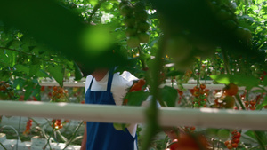 男农学家在阳光明媚的温室散步中收获新鲜的红色蔬菜21秒视频