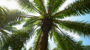 泰国阳光下的棕榈树树林合集4K22秒视频