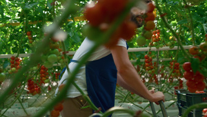 在绿树成荫的现代暖温室中采摘红番茄的园丁23秒视频