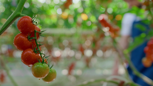 农学家在农村温室收割西红柿视频