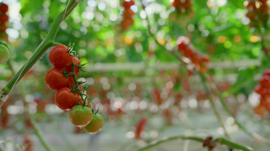 男农场工人在阳光明媚的温室监测种植中采摘西红柿视频