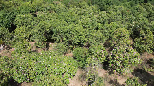 大自然绿色森林植物山茶花盛开航拍 视频